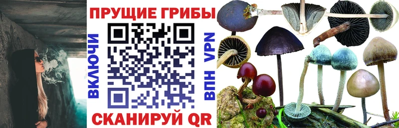 купить наркоту  Теберда  Галлюциногенные грибы MAGIC MUSHROOMS 